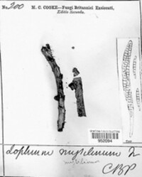 Lophium mytilinum image
